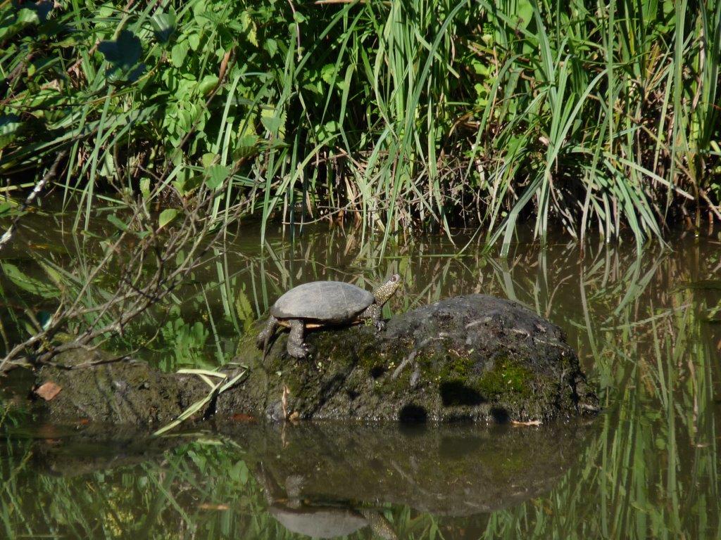 La réserve naturelle nationale des marais de Bruges