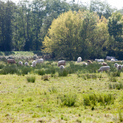 3 balades pour découvrir les marais de Montferrand