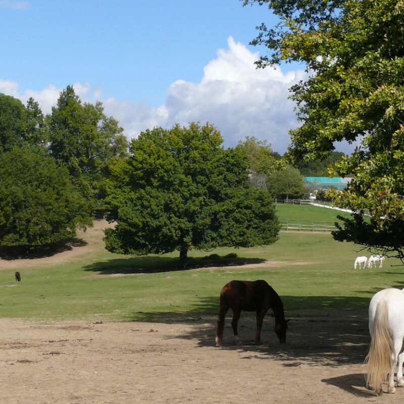 poney club Bordeaux Métropole