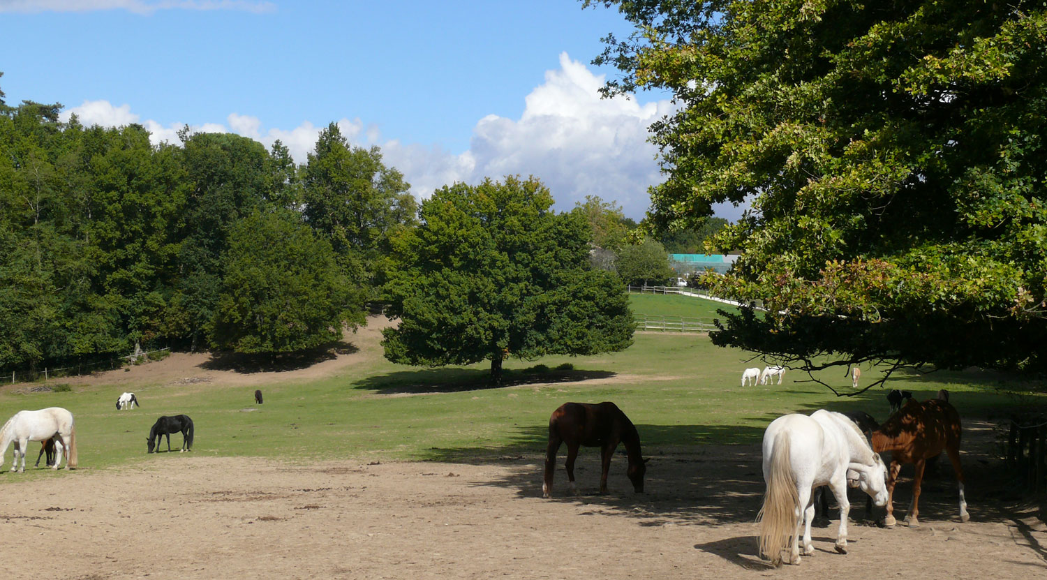 poney club Bordeaux Métropole