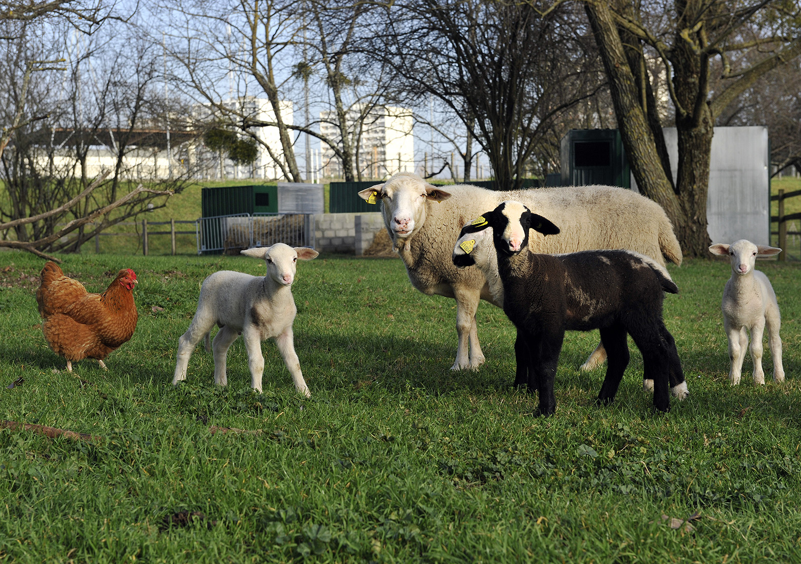 Du coq à l’âne – Où voir des animaux à Bordeaux ?