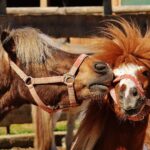 Poney Club Bordeaux Métropole