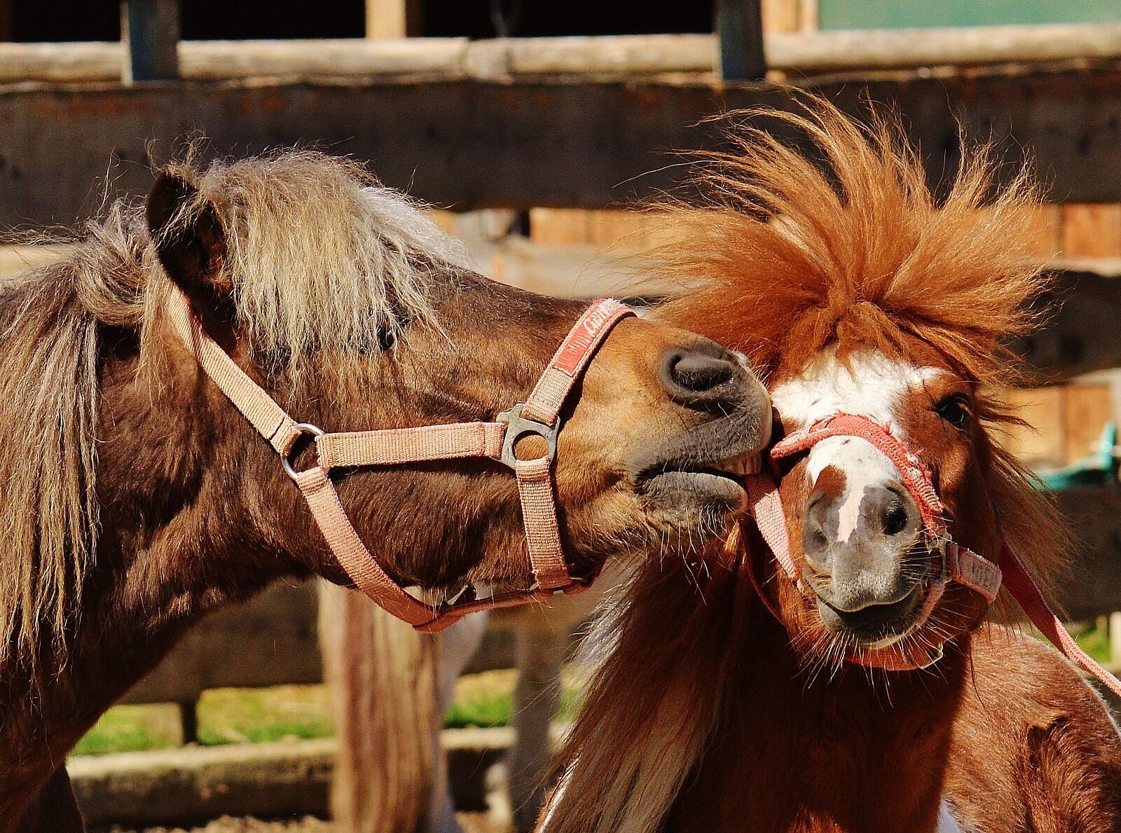 Le top des poney-clubs de la Métropole