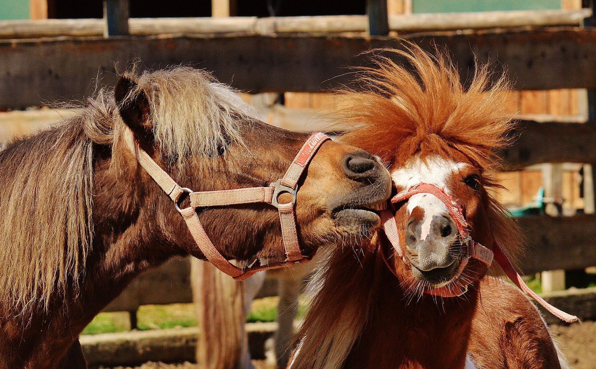 Poney Club Bordeaux Métropole