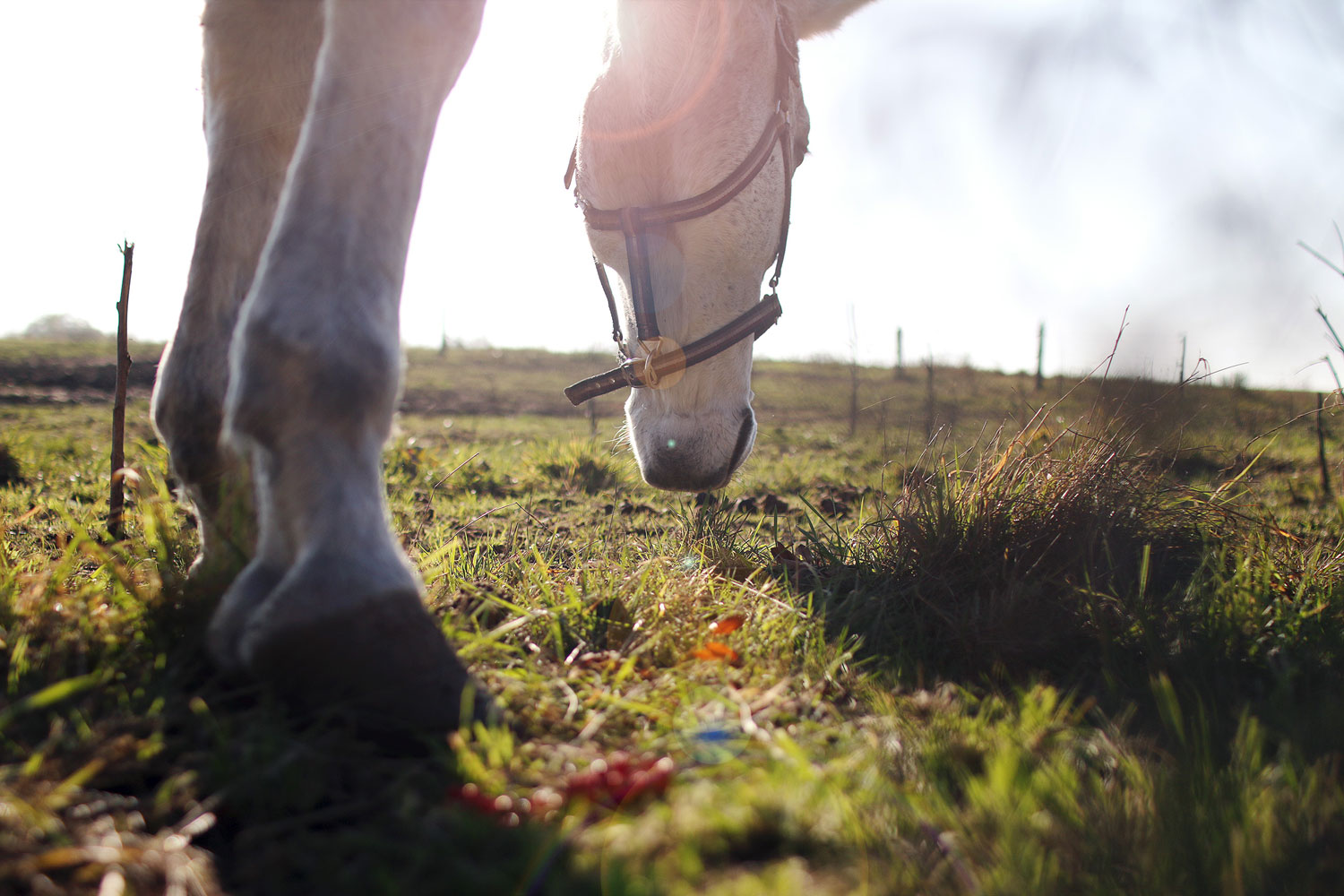 Poney Club Bordeaux Métropole