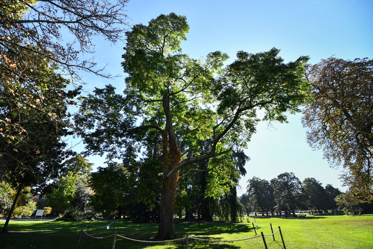 Les arbres de la métropole bordelaise