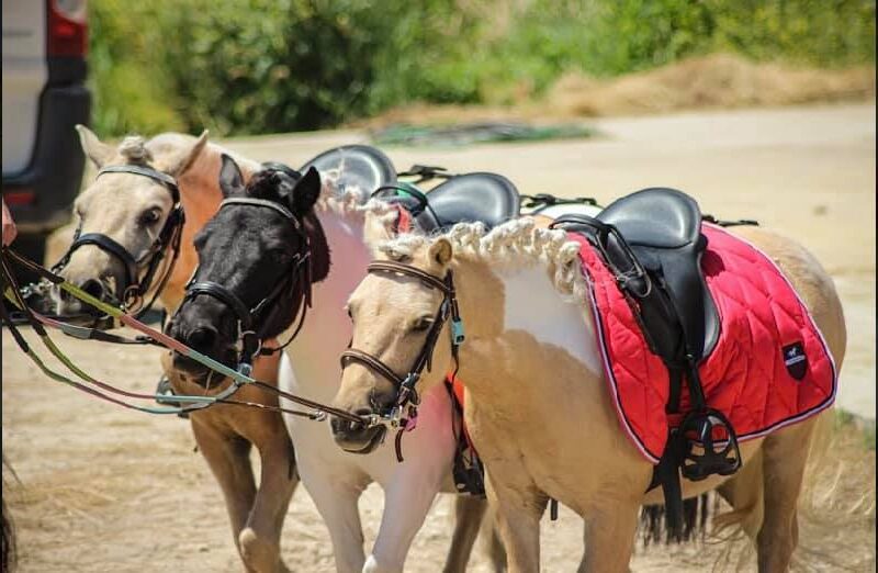 Poney Club à Parempuyre