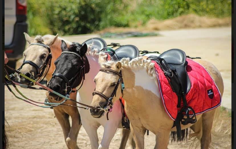 Poney Club à Parempuyre