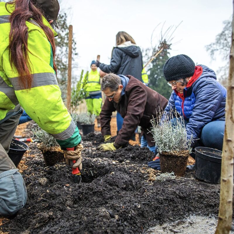 Citoyens Bordelais qui plantent des arbres