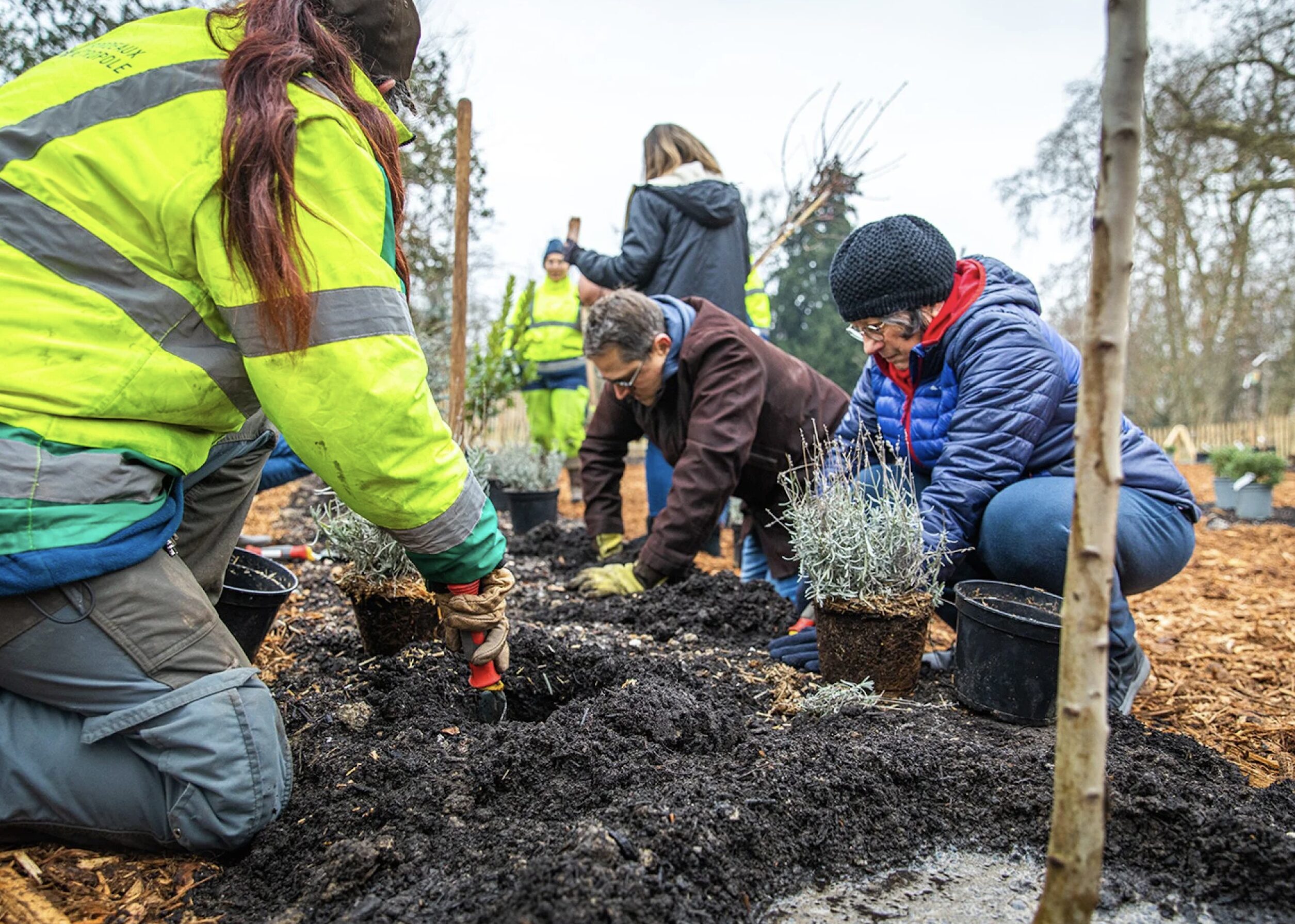 Citoyens Bordelais qui plantent des arbres