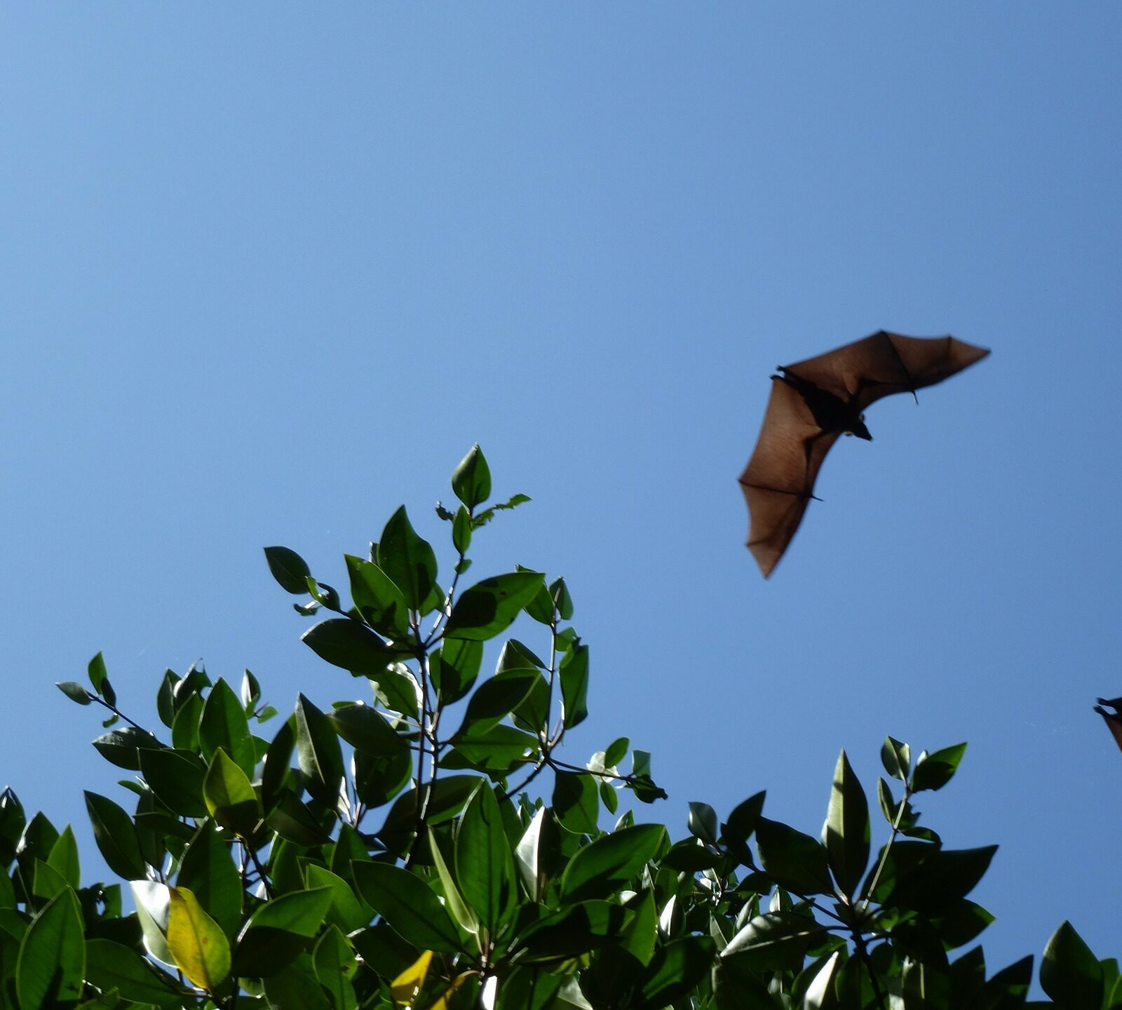 La nuit des chauves-souris
