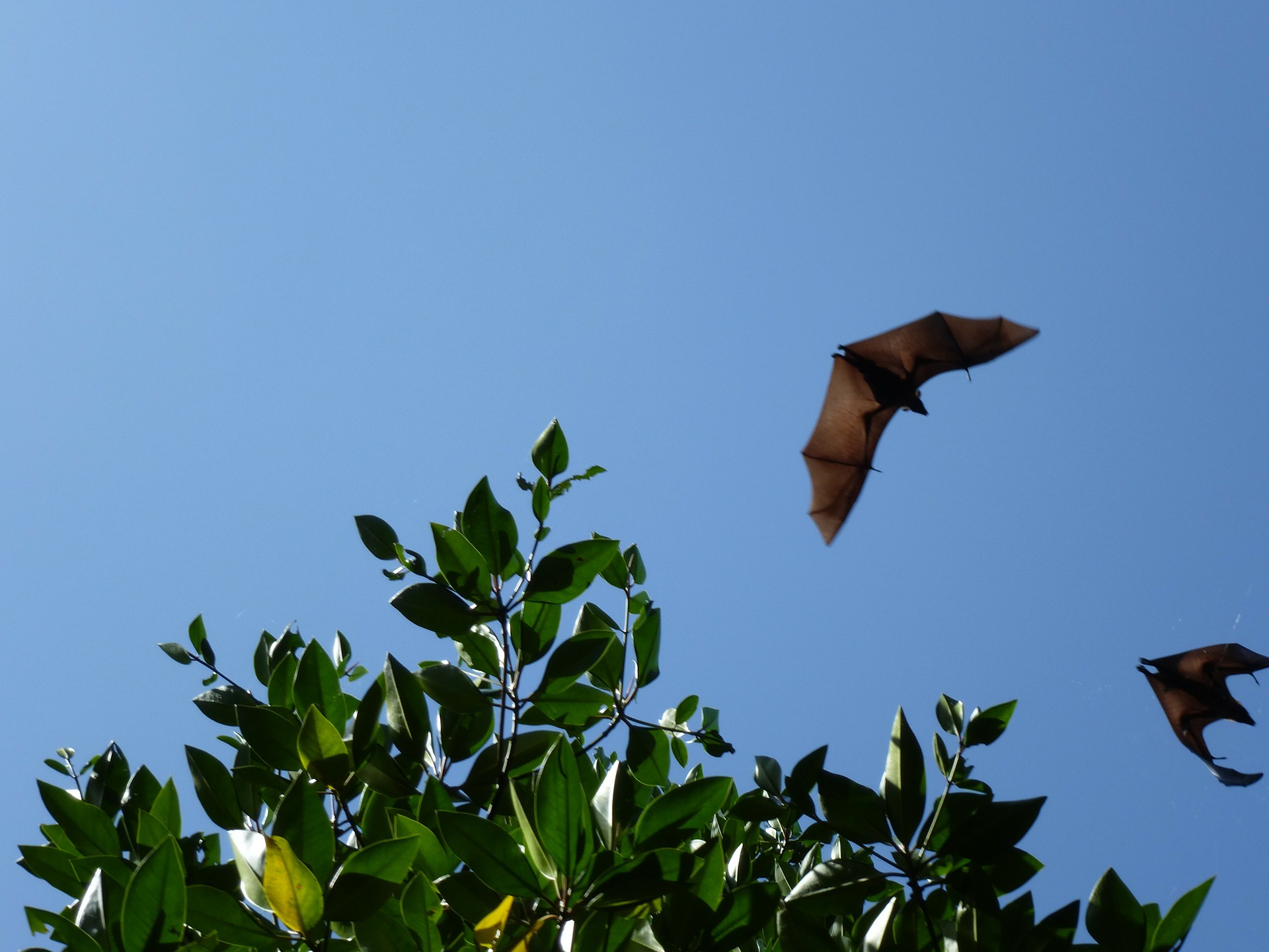 La nuit des chauves-souris