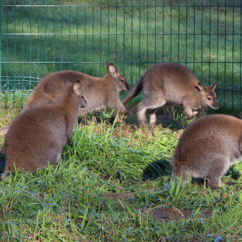 parc animalier Moulineau Gradignan