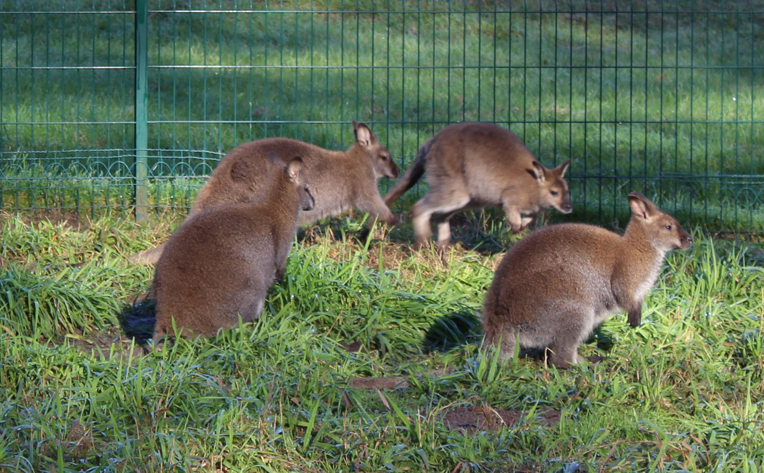 parc animalier Moulineau Gradignan