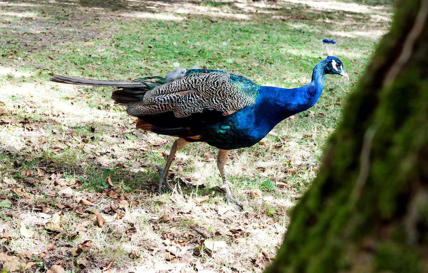 des animaux près de Bordeaux au parc animalier du Moulineau à Gradignan - paon