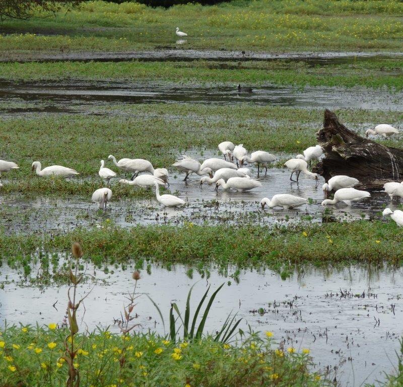 Réserve naturelle des marais de Bruges