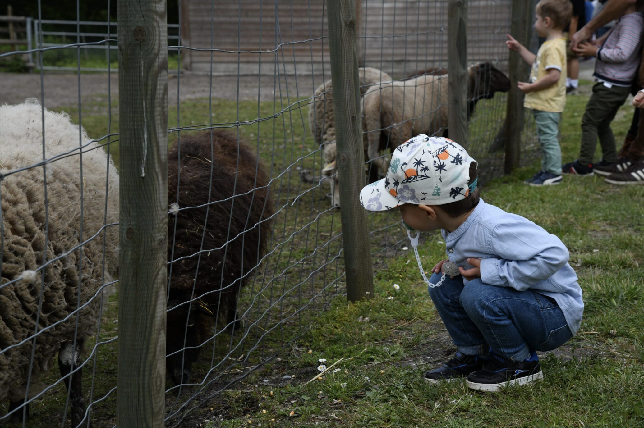 Animaux à Bordeaux