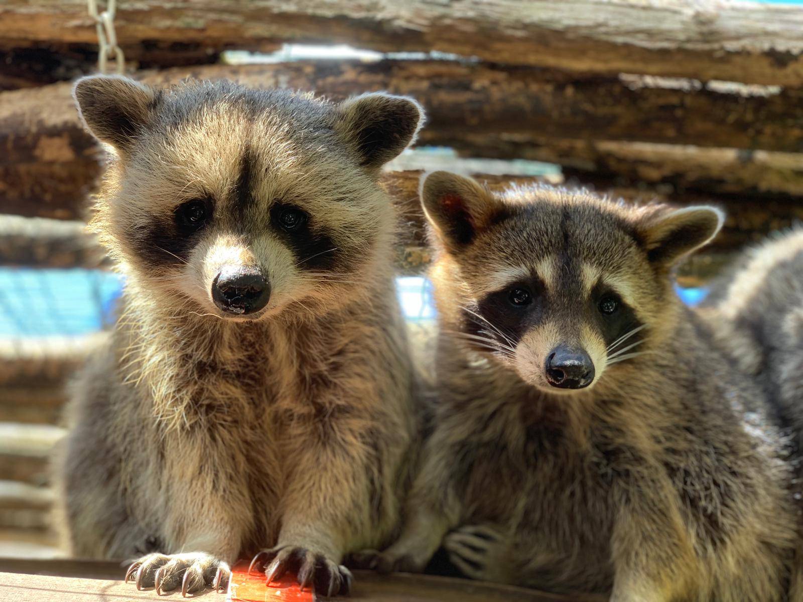 Animaux à Bordeaux