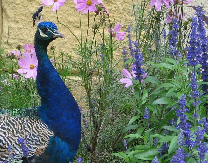 Animaux à Bordeaux