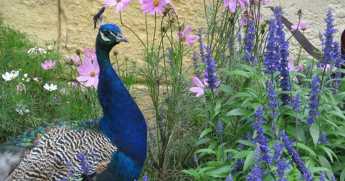 Animaux à Bordeaux