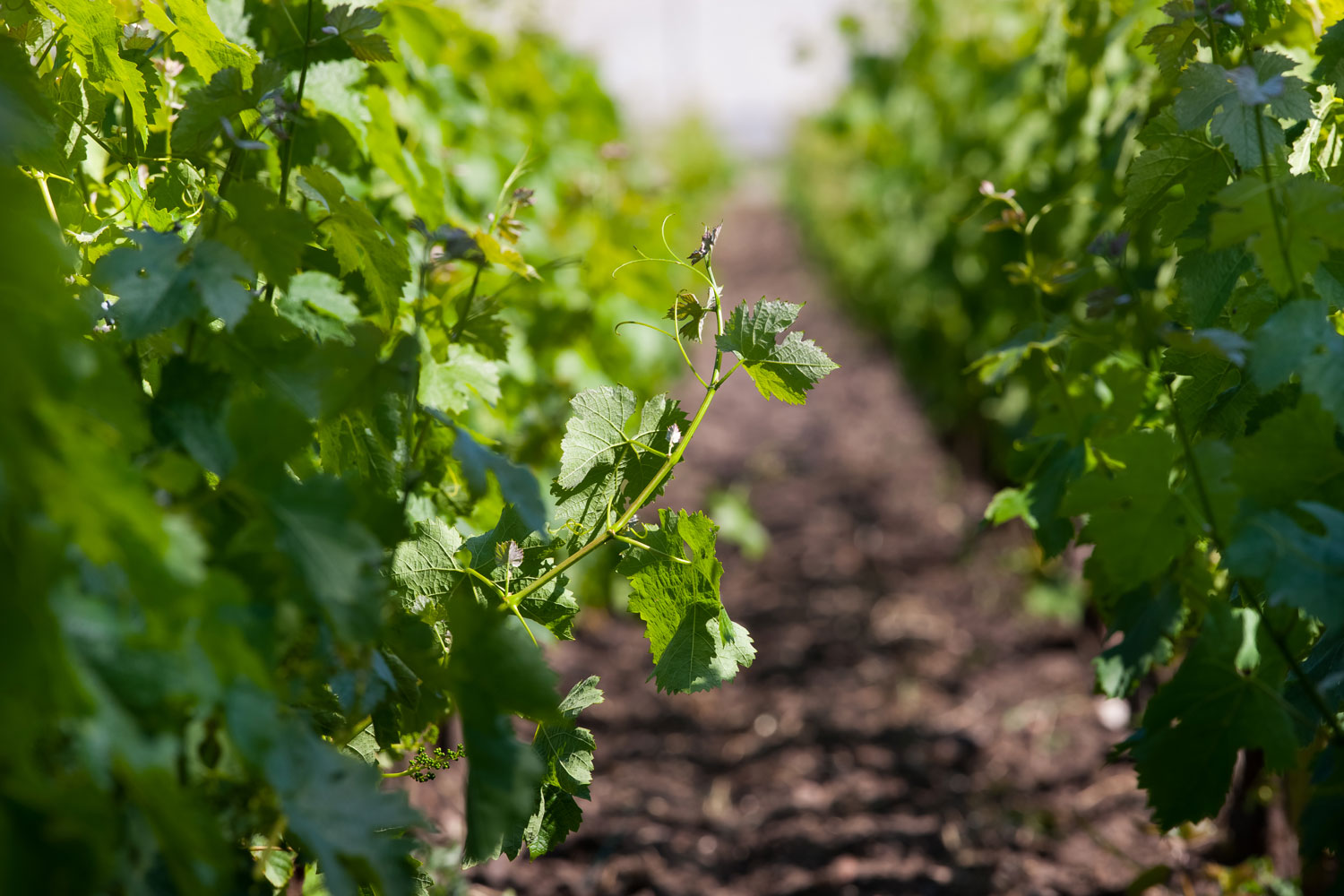 Sur la route des vins de Bordeaux – 5 idées de découvertes sans quitter la métropole !