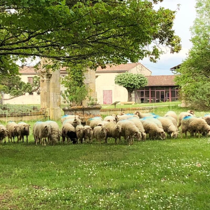 parc de majolan et sa vacherie