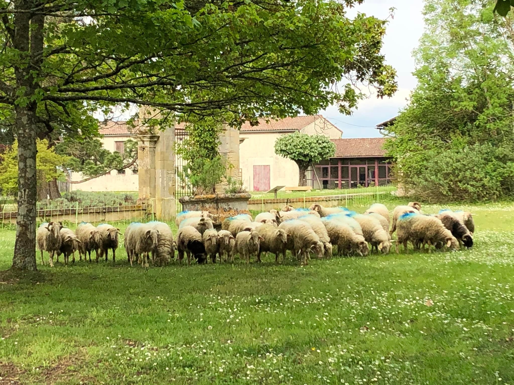 parc de majolan et sa vacherie