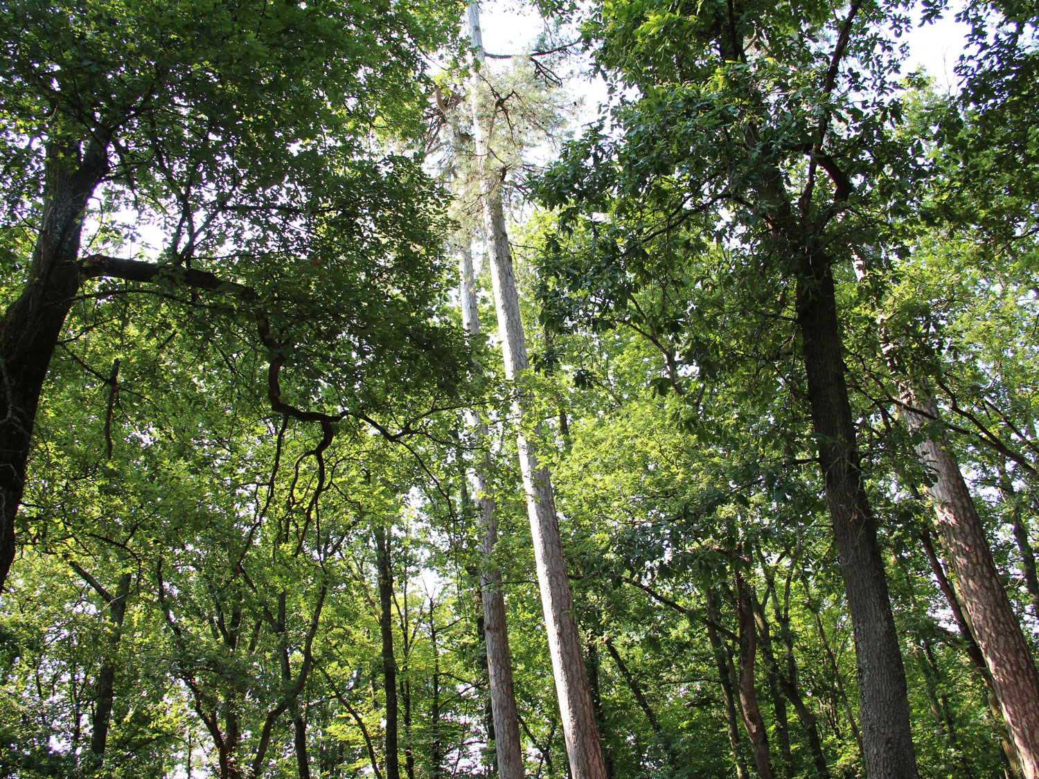 Le domaine de la Burthe à Floirac