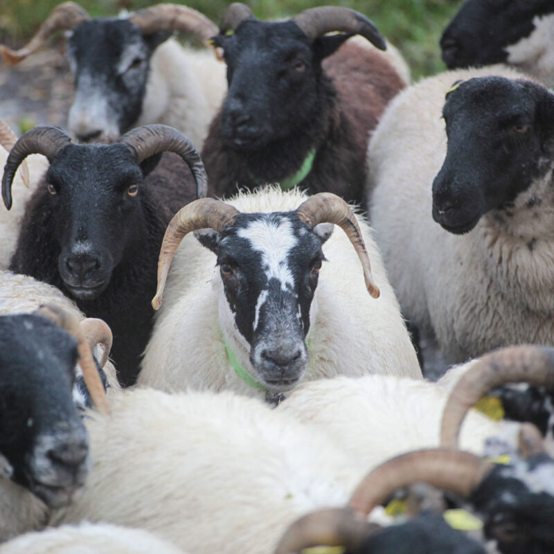 La Grande Transhumance Urbaine