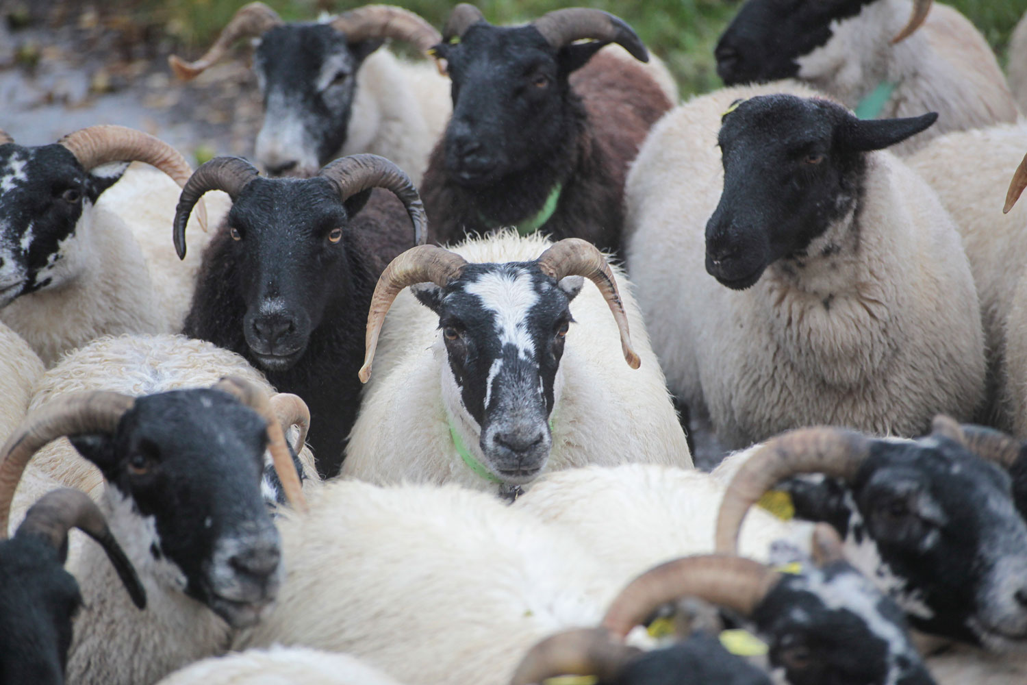 La Grande Transhumance Urbaine