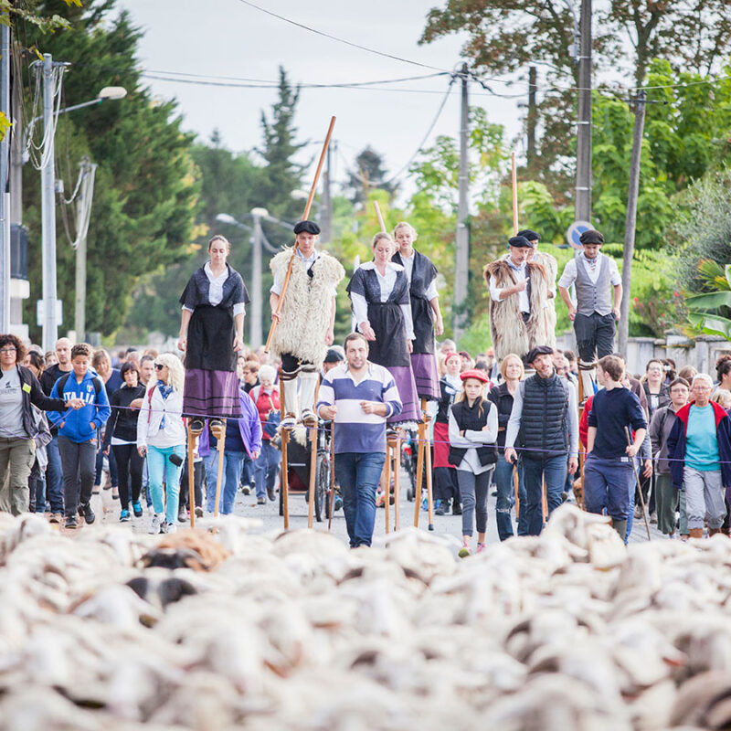 La Grande Transhumance Urbaine