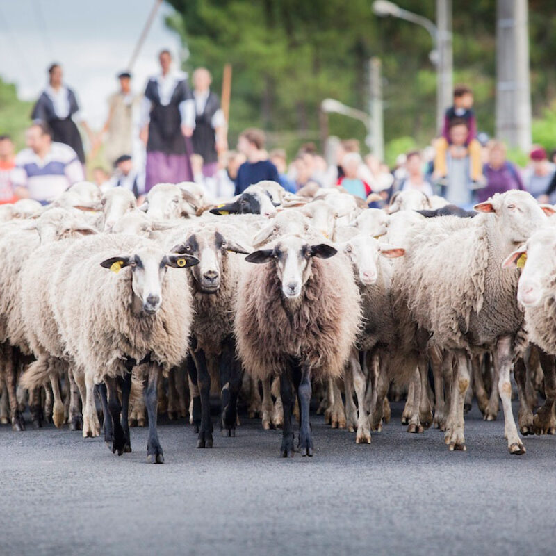 La Grande Transhumance Urbaine