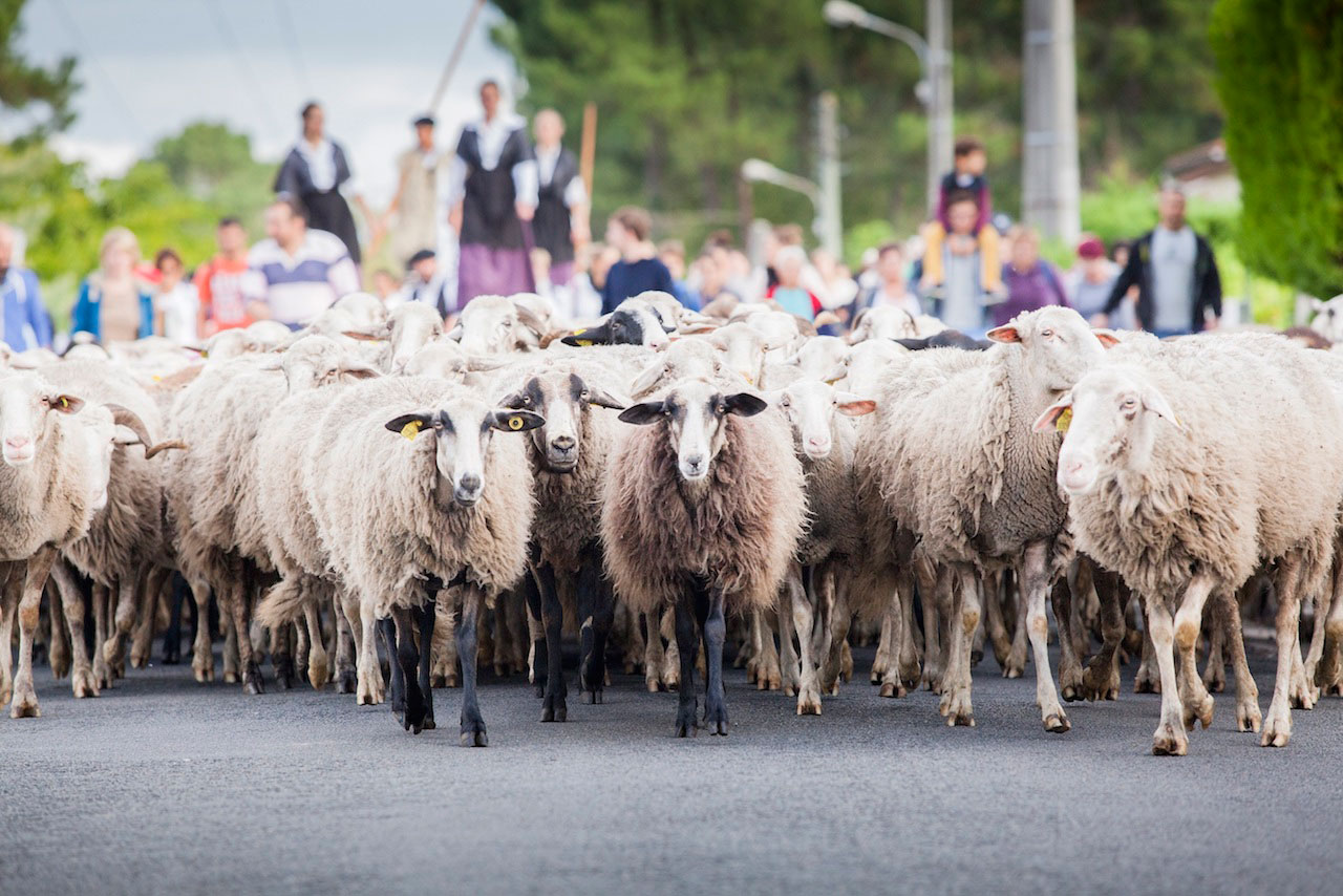 La Grande Transhumance Urbaine