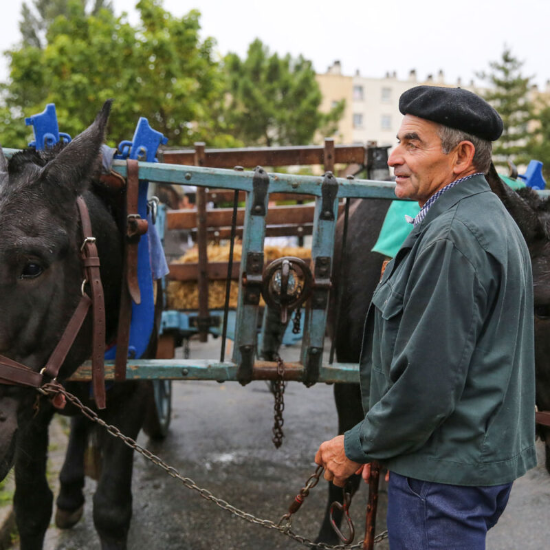 La Grande Transhumance Urbaine