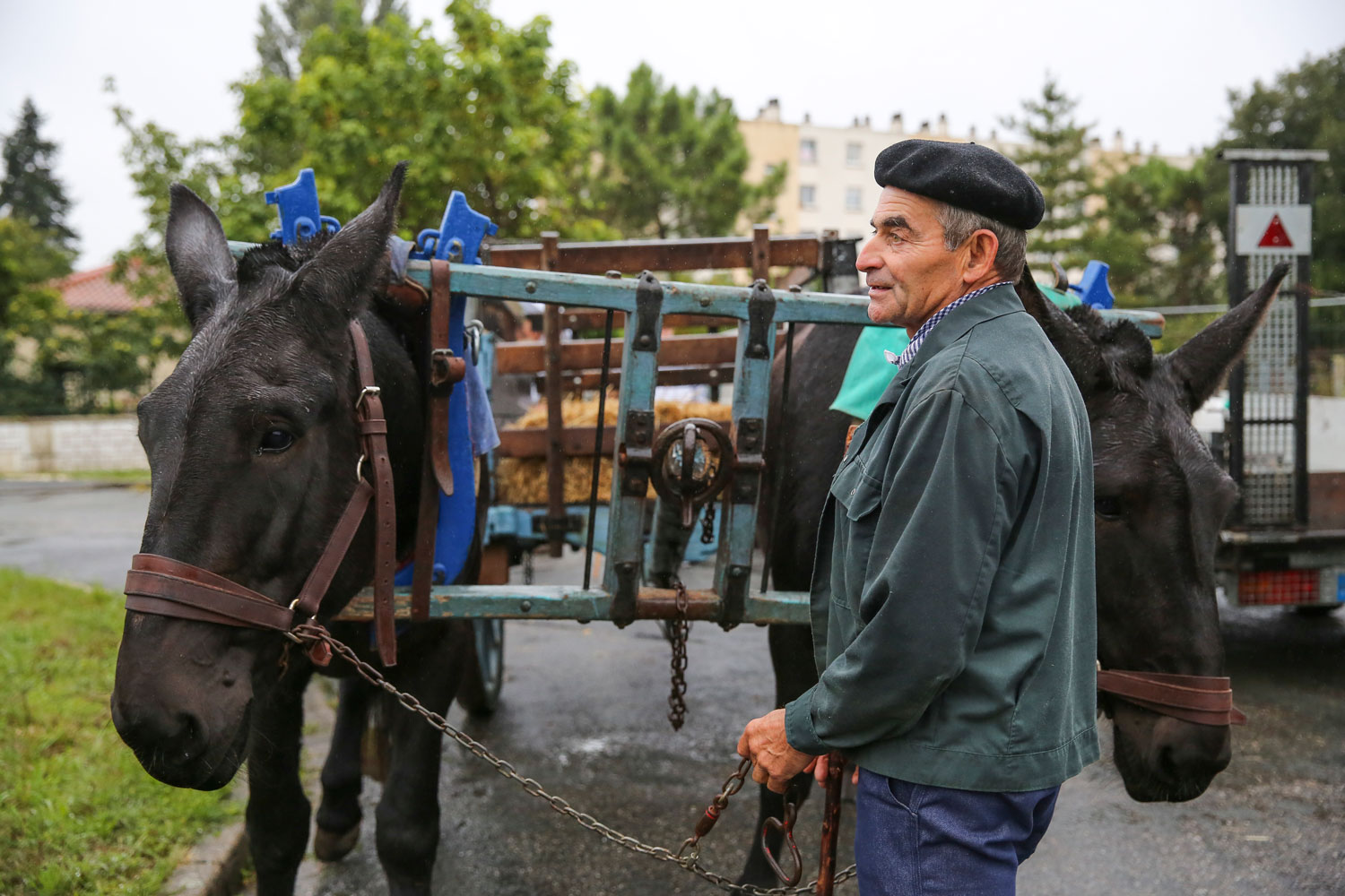 La Grande Transhumance Urbaine