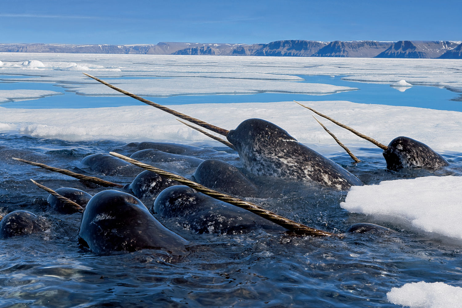 « Sous les mers » – Une première exposition au Musée Mer Marine