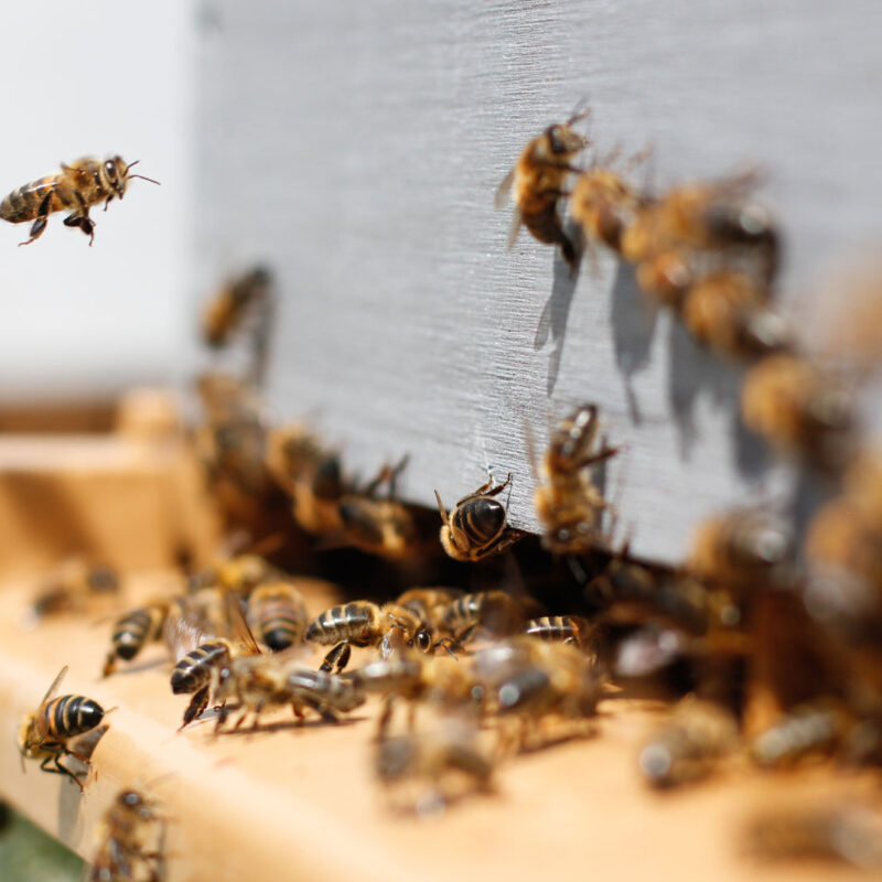 apiculture à Bordeaux