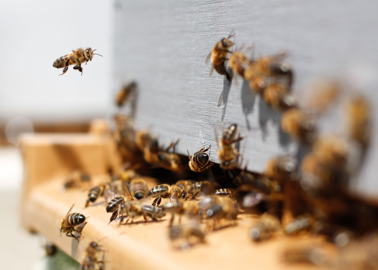 apiculture à Bordeaux