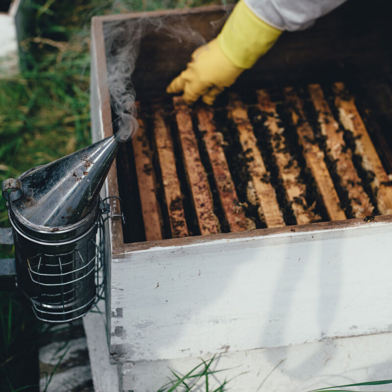 apiculture à Bordeaux