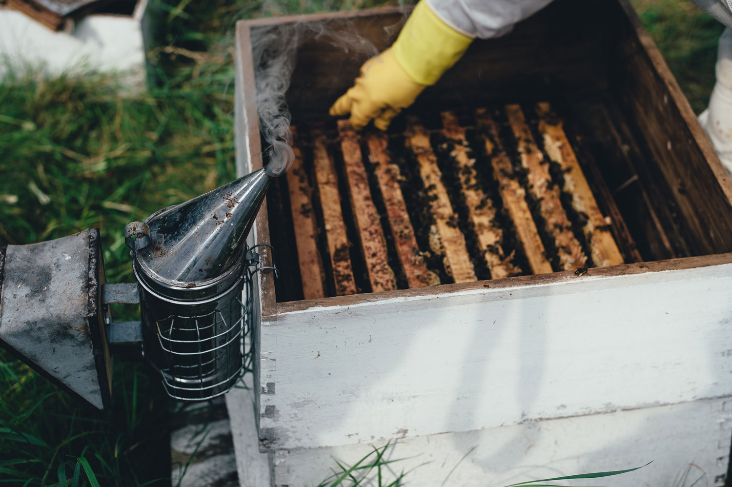 apiculture à Bordeaux