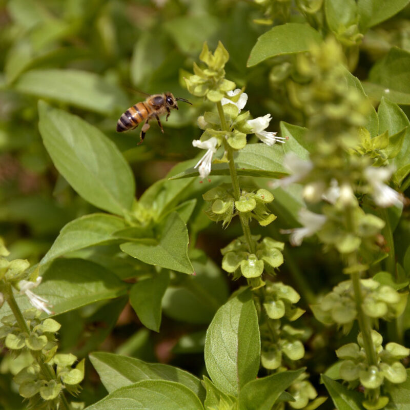 apiculture à Bordeaux