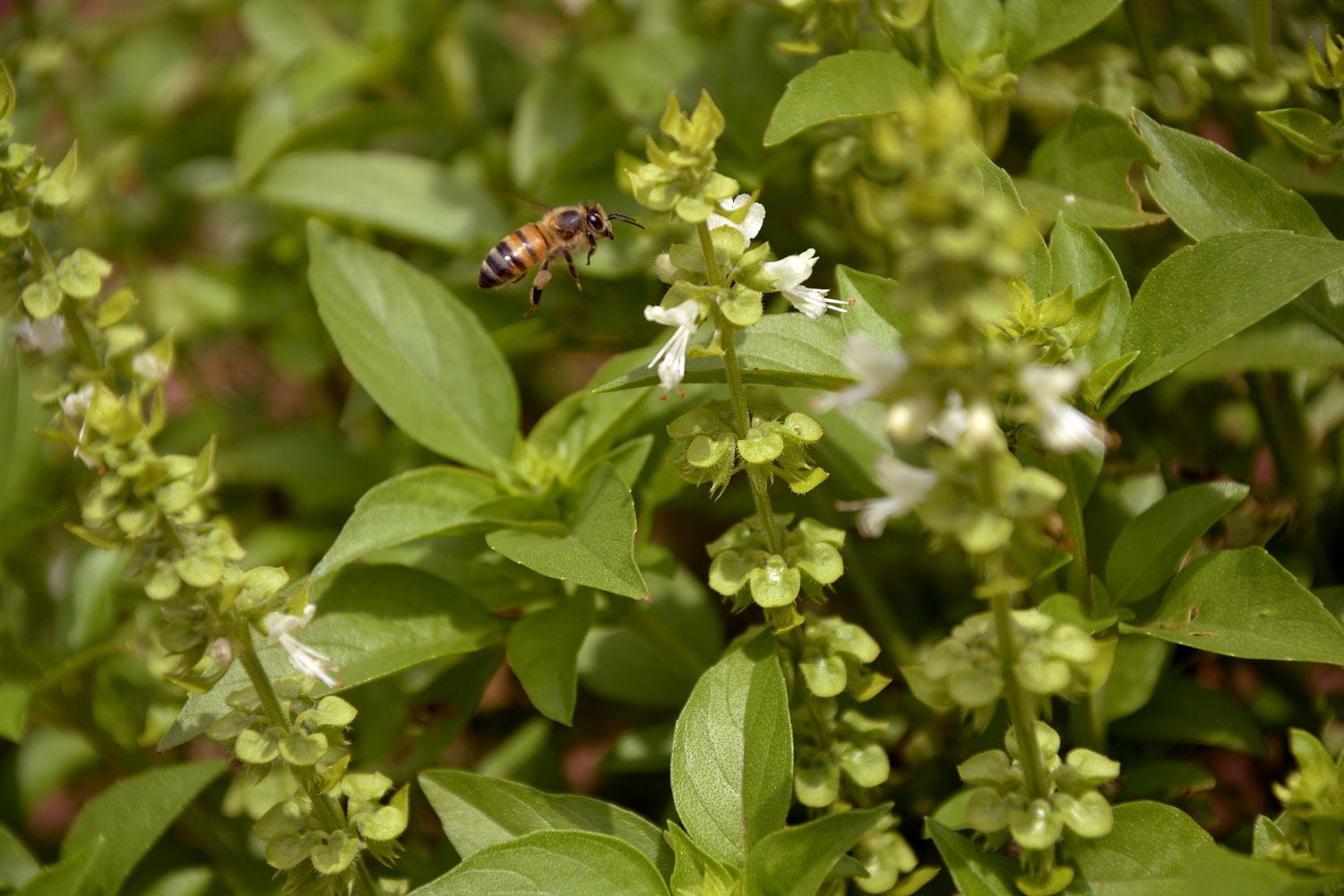 apiculture à Bordeaux