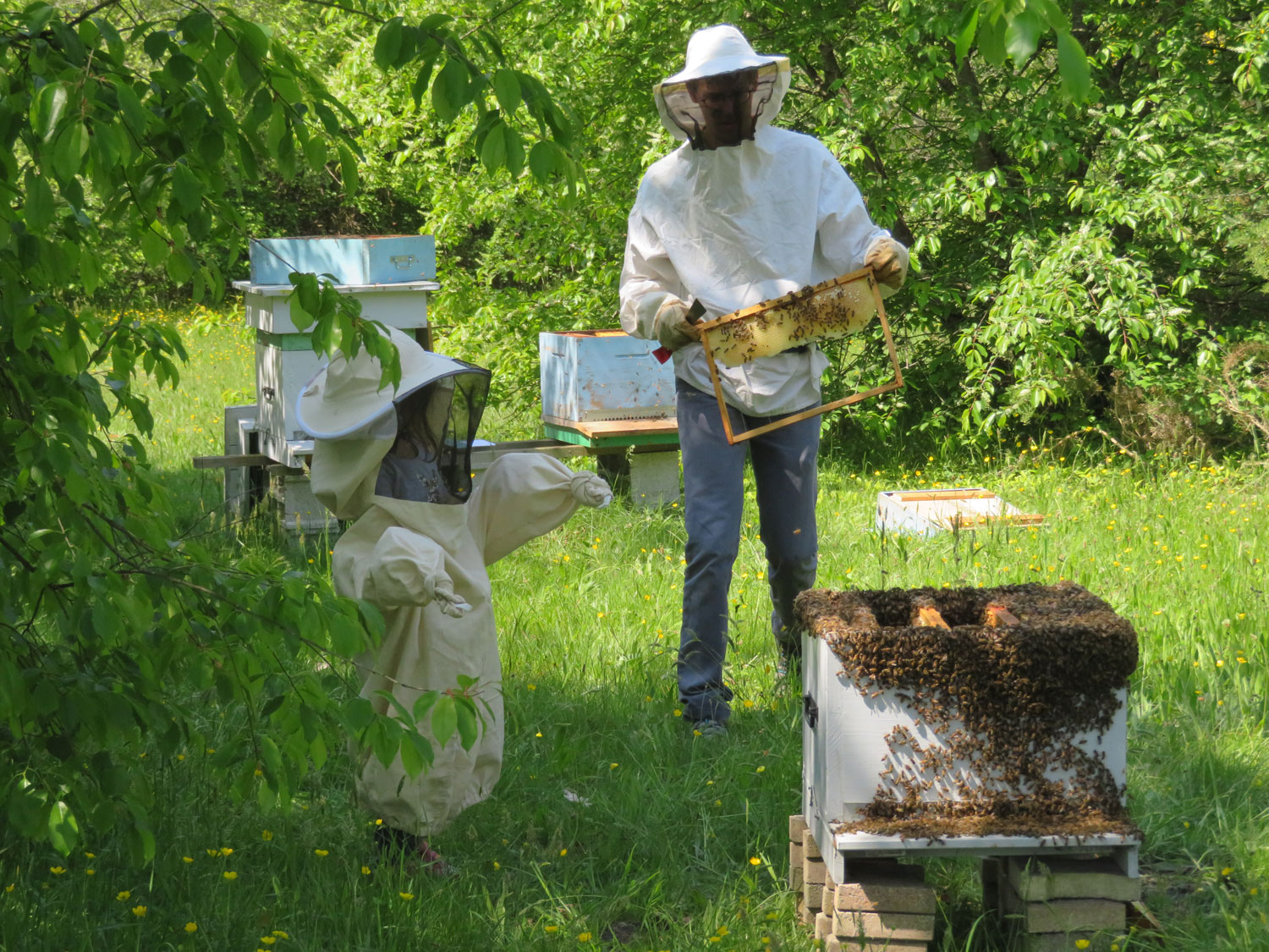 Du miel et des abeilles