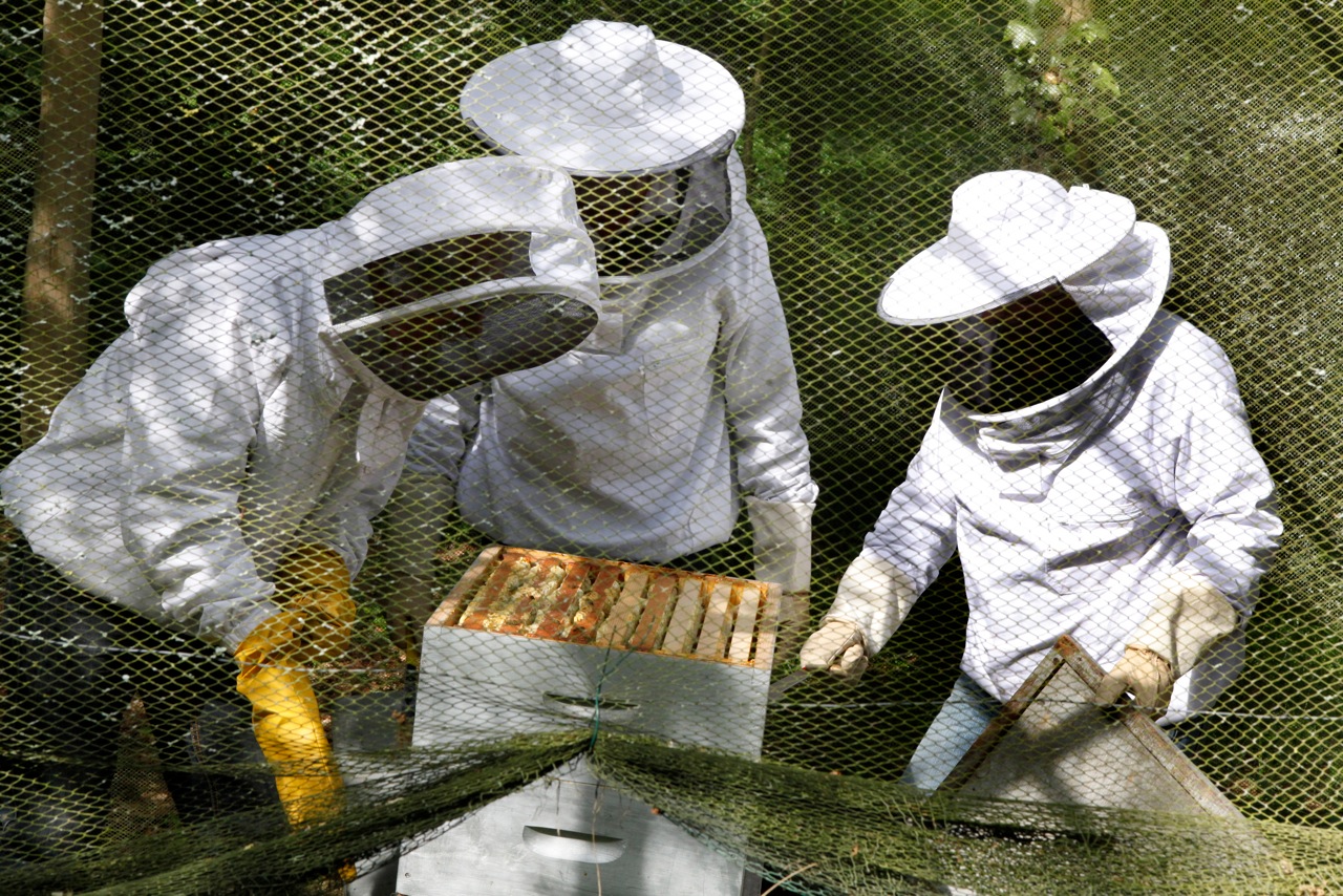 apiculture à Bordeaux