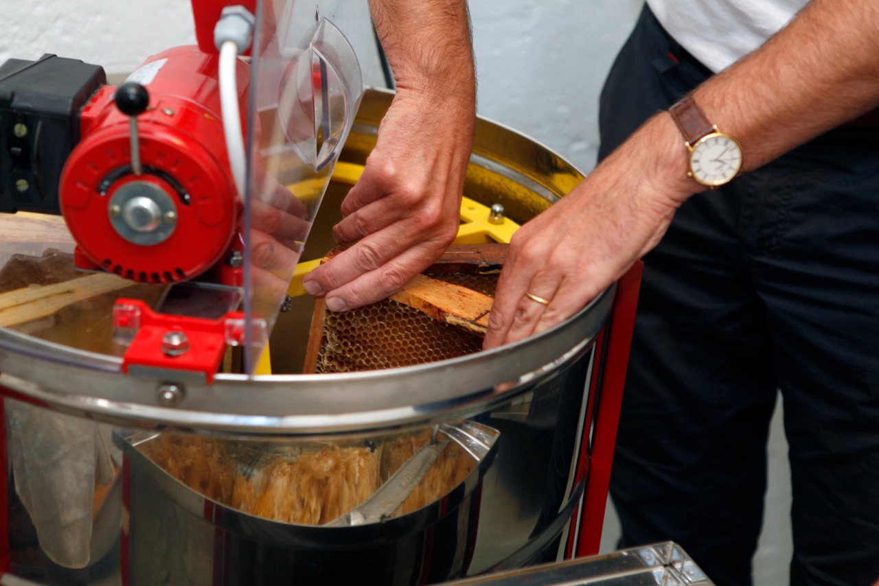 apiculture à Bordeaux