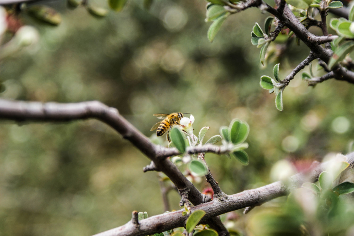 Du miel et des abeilles