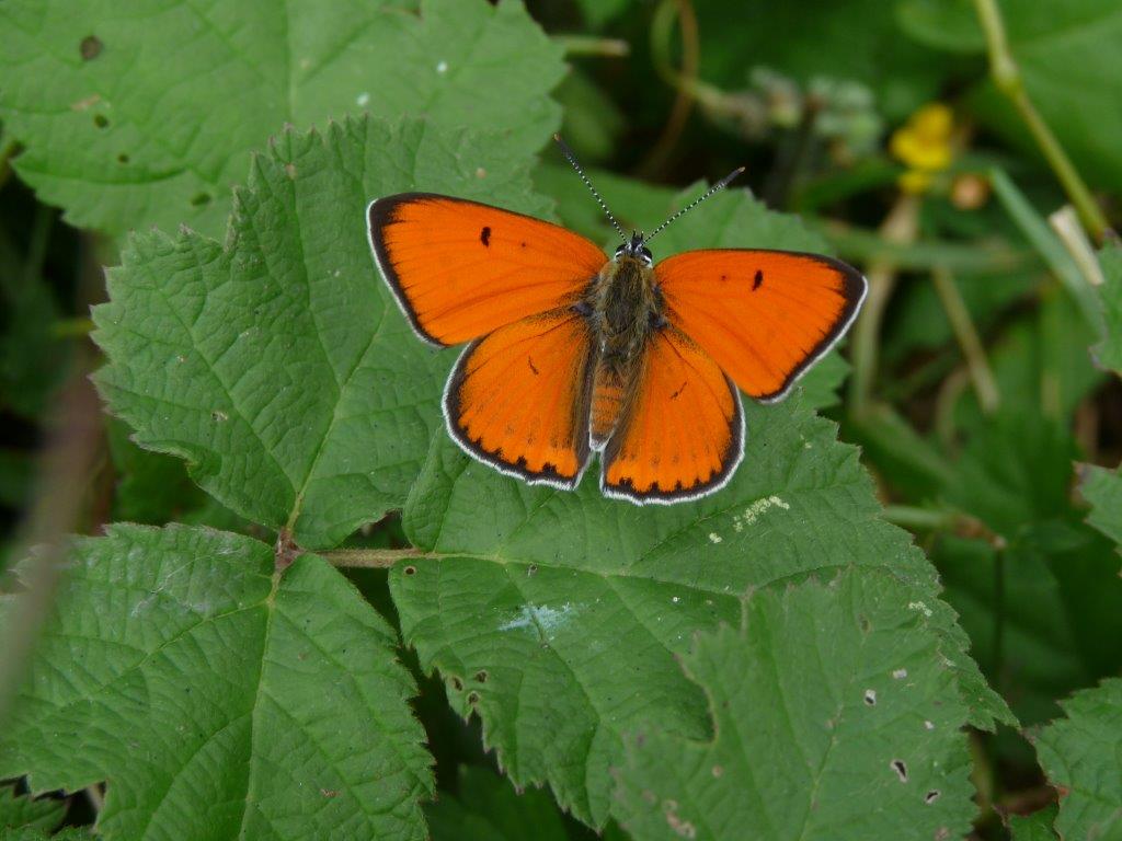 faune et flore bordeaux