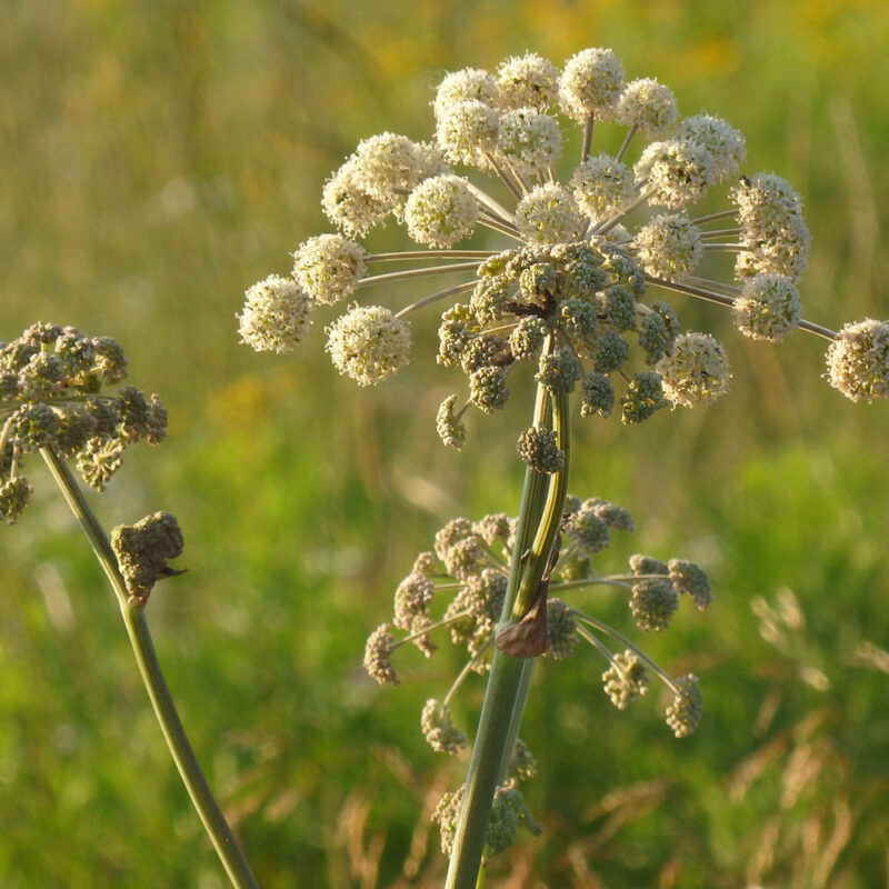 faune et flore bordeaux