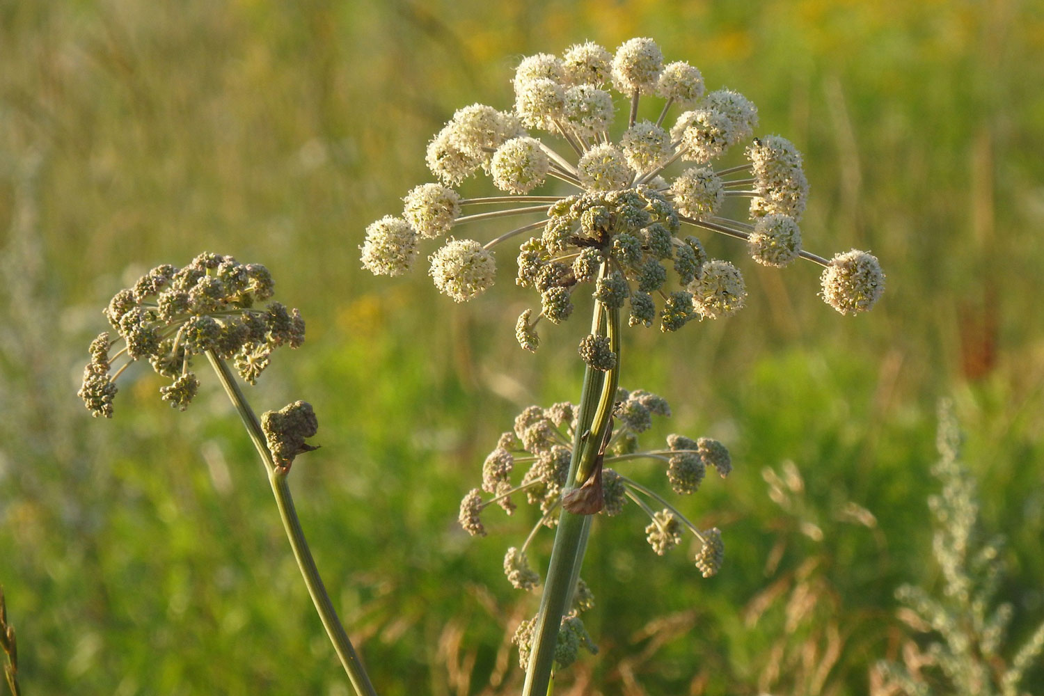 faune et flore bordeaux