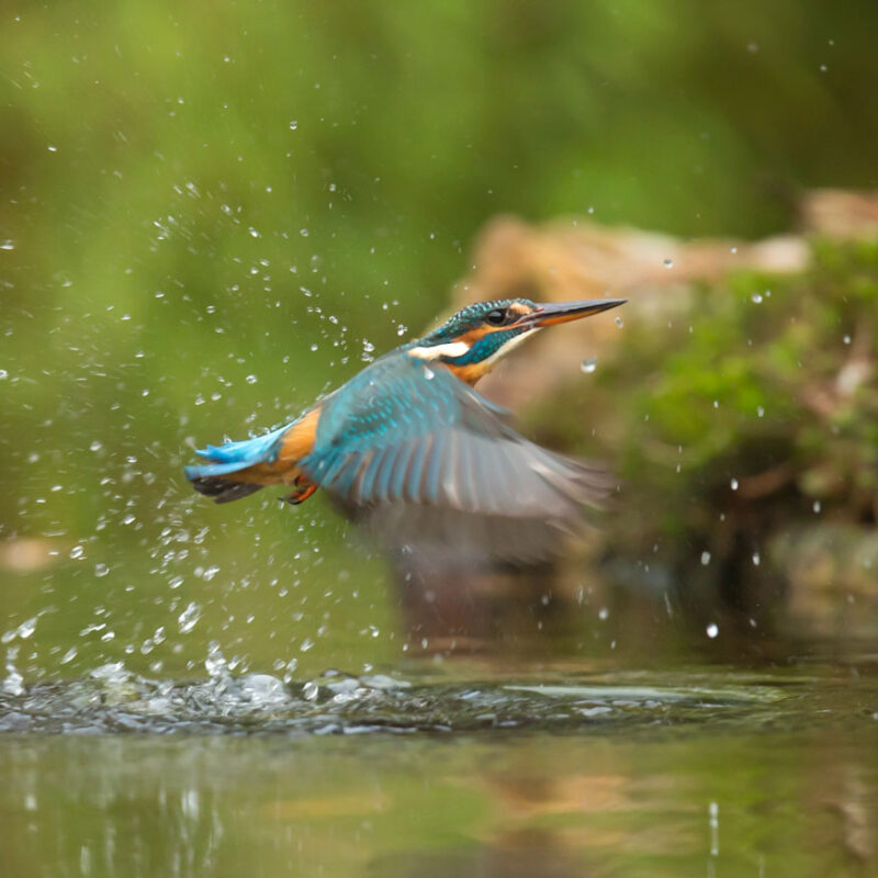 oiseau bleu et orange à côté de bordeaux : les animaux dans la nature